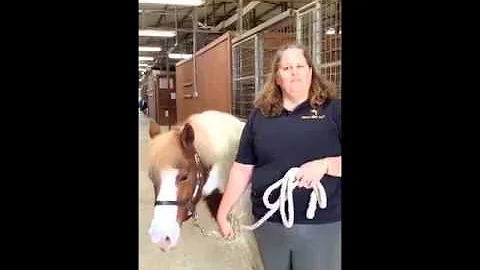 The Senior Source's Volunteer Fair Visits Equest