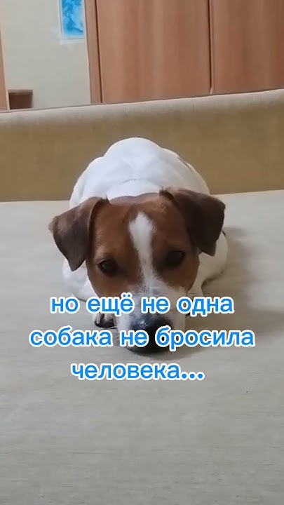 Правда жизни. #Дизель #dog #джек рассел терьер #собакадругчеловека # ...