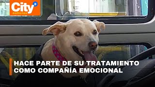 Lulu: perrita que acompaña a un conductor de SITP que perdió a su familia en un accidente | CityTv