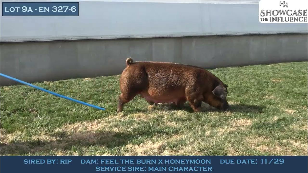 Heimer Hamps 2022 Showcase The Influence Lot 9A 3276 YouTube