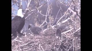 May 1, 2024  Both Eaglets Survived by Ronald Hunt 32 views 4 weeks ago 5 minutes, 53 seconds