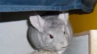 Vote for Furdinand (Furdie) for Chinchilla of the Year Vote for Furdinand (Furdie) for Chinchilla of the Year