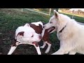 Pitbull Instantly Regrets Messing With Wrong Dog At Dog Park