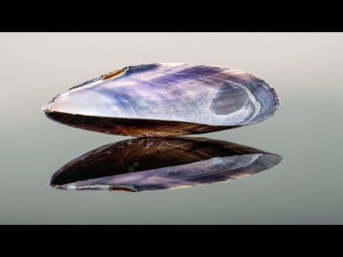 Video: Hur Konstgjord Pärlemor Skapades
