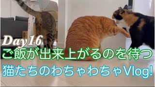 腹ぺこ猫たちのわちゃわちゃVlogDay16