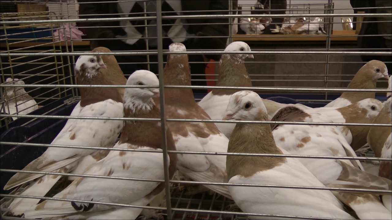 Голубятни германии Голубятни германии