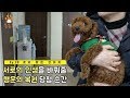 (ENG SUB)Ep.28 로또 맞은 강아지 A Dog that won the Lottery