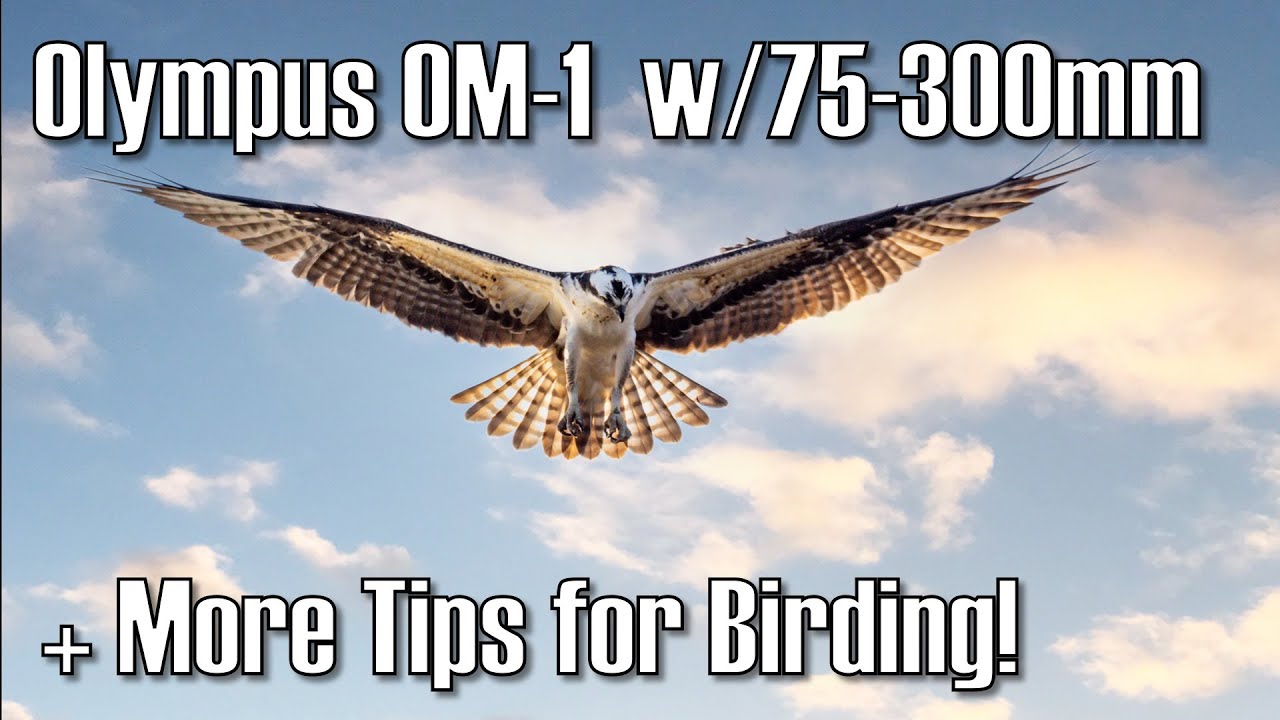 Olympus OM1 with the Olympus 75300mm Lens Performance & More Birding
