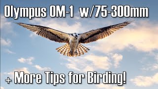 Olympus OM-1 with the Olympus 75-300mm Lens Performance &amp; More Birding Tips and Best Settings ep.443