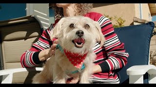 Beau - Unconditional Pawtner Program by Unconditional Rescue 48 views 1 year ago 1 minute, 30 seconds