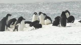 Penguins In Antarctica