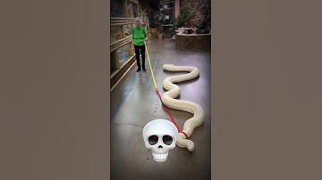 Power of big snake transformation ☠️☠️ #shorts #tiktok #youtube #trending #shocking #trollface