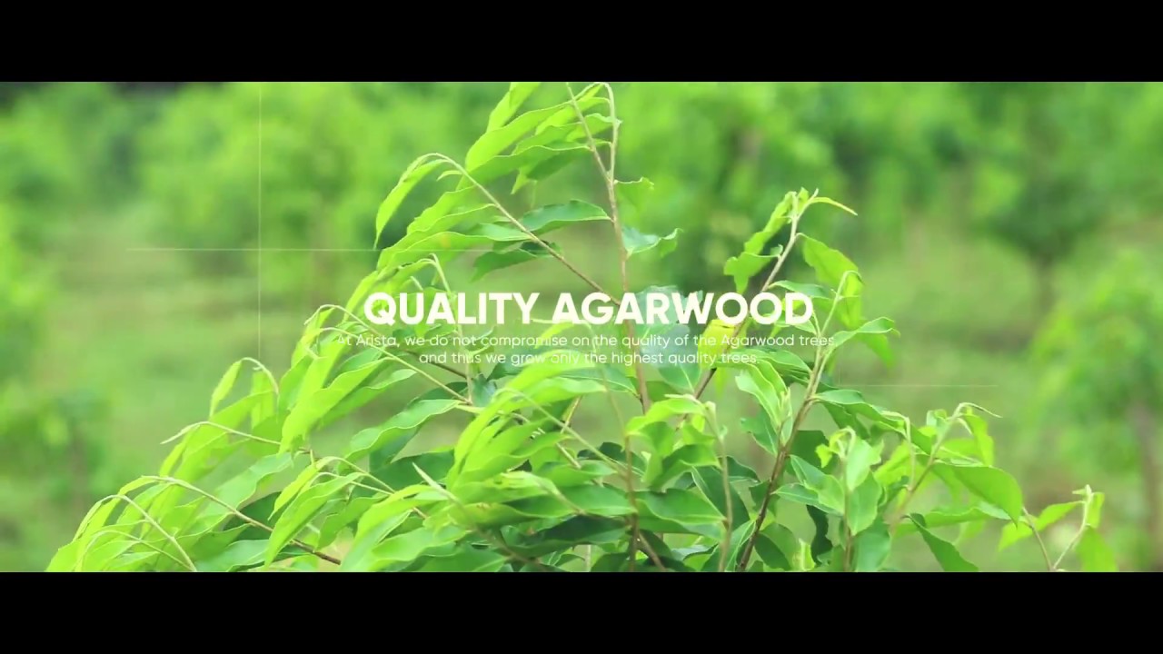 Agarwood Plantation in Kerala Oudh Tree Plantation Arista's Oud