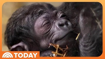 Gorilla Gives Birth at Cincinnati Zoo! See the First Pictures