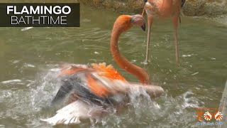 Flamingo Bathtime!