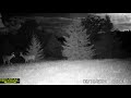 Bucks Cruising in a Thunderstorm