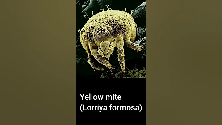 #shorts Top 10 Spectacular Scanning Electron Microscope Images