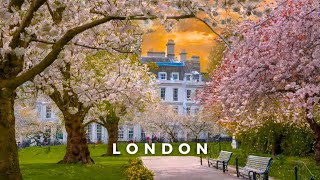 Spring is here in London 🌸 | Cherry Blossom at Swiss Cottage | London Walking Tour by THE WALKING LONDON 9,006 views 2 months ago 30 minutes