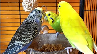 budgie sounds for lonely birds