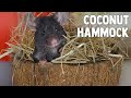 DIY Coconut Hammock For Hamsters &amp; Mice