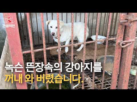 녹슨 뜬장속 강아지를 꺼내와 버렸습니다. #견생역전_하라