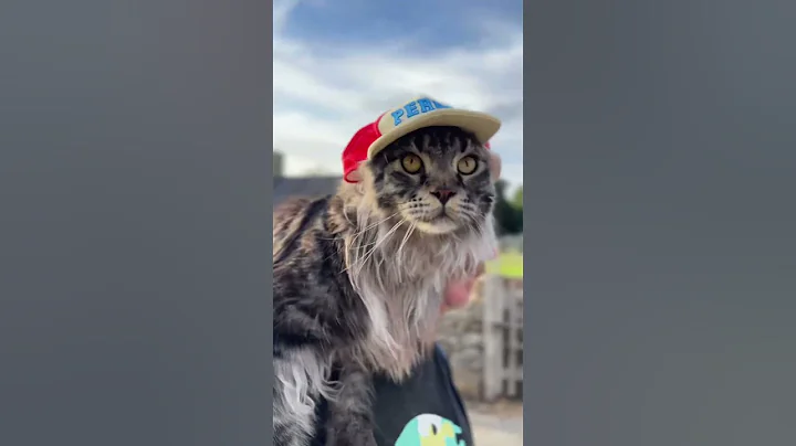 Watch the video about HOW WILD CAN INDOOR MAINE COONS GET? #catadventures #mainecooncats #catsonleashes #catfunny