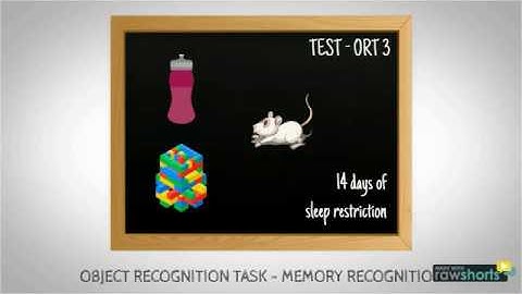Object Recognition Task