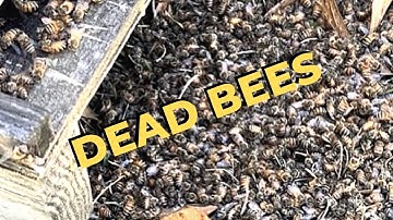 WHAT HAPPENED to these DEAD BEES? Did the colony survive?