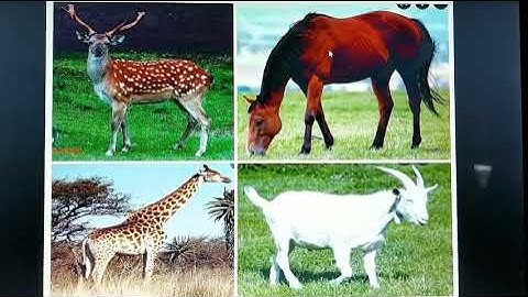 một số con vật sống trong rừng. Hiền lớp 5-6 tuổi