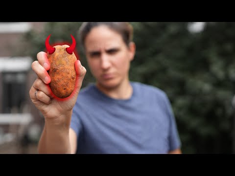 The dark side of the potato