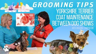 Yorkshire Terrier coat maintenance between dog shows | Grooming Tips  TRANSGROOM