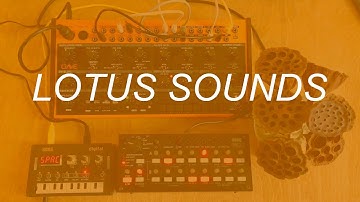 Lotus Sounds (Behringer Crave, Korg SQ-1, Korg NTS-1)