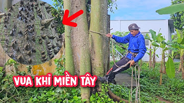 Toát Mồ Hôi Lạnh !!! Vua Khỉ cưa hạ gốc cây Gòn Gai cực kì nguy hiểm.