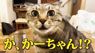 【最終話】妻が帰ってきました by Cute kitten（双子の子猫のわんぱく日記） 25,601 views 2 months ago 15 minutes