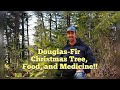Douglas Fir Identification - More than Just a Christmas Tree; It's Edible and Medicinal!