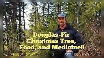 Douglas Fir Identification - More than Just a Christmas Tree; It