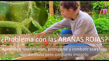 ¿Qué aspecto tienen las arañas rojas en las plantas?