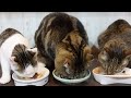 お誕生日のディナーとねこ。-Hana's 8th birthday dinner.-