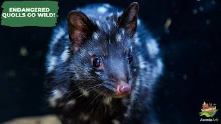 BACK FROM THE BRINK: EASTERN QUOLLS RETURN TO THE WILD!