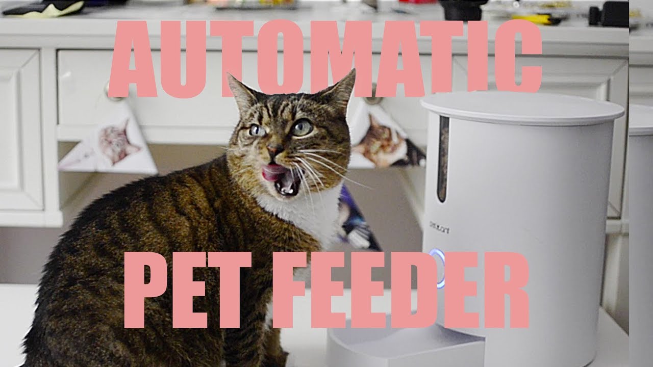 Amazing Automatic Pet Feeder Youtube