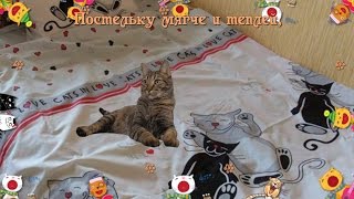 Друзья!С днем мартовских кошек и котов! Друзья!С днем мартовских кошек и котов!