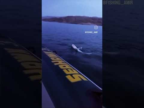 صید سوف سایز به روش ترولینگ  