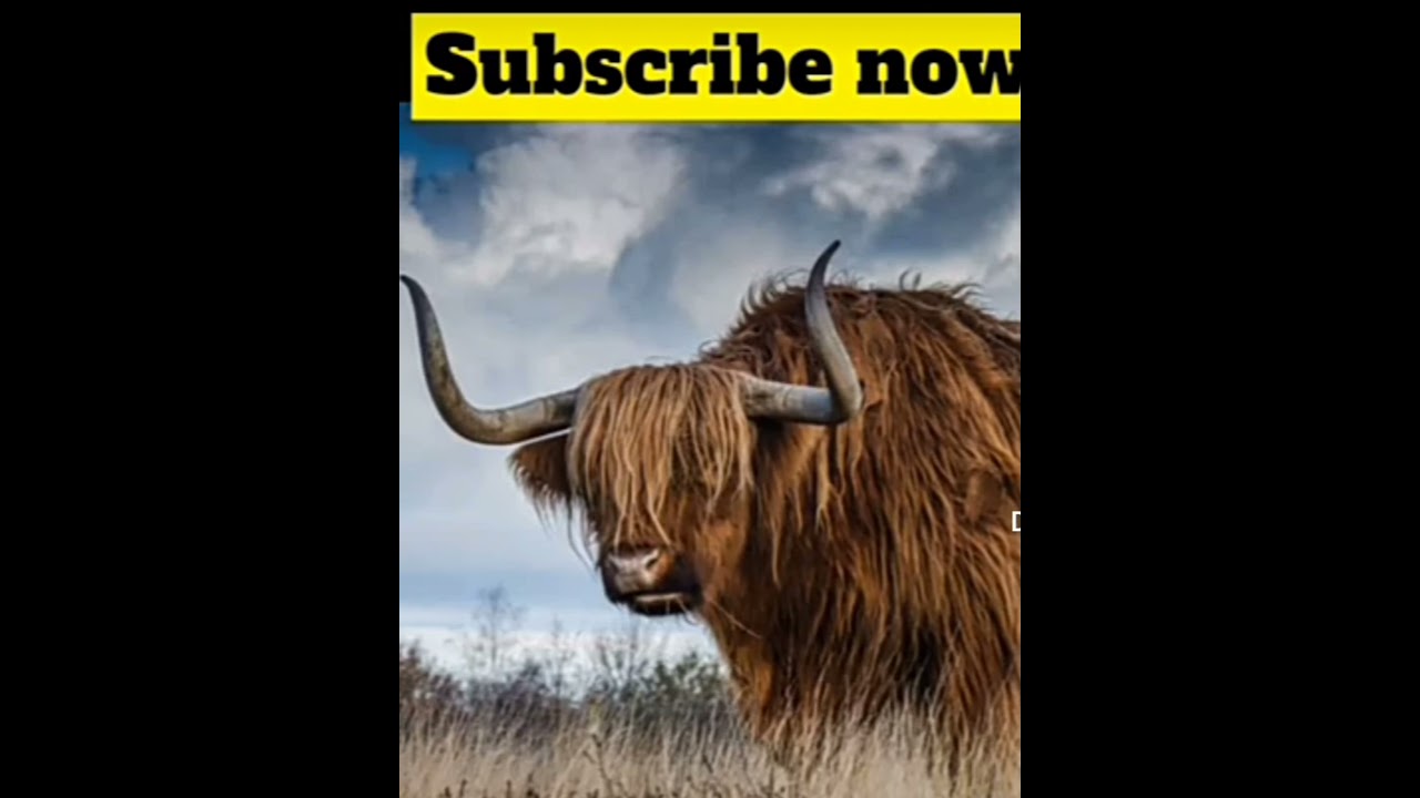 See  this bull Magic