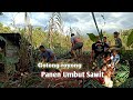 Cara pengambilan umbut kelapa sawit di Kalimantan
