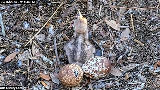OBX Osprey Cam  More feeding and Hatching Underway 51624