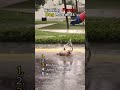 Ranking Best Dog Moments!