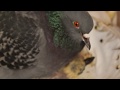 Голубь кормит птенцов ✿ Pigeon feeding little pigeons