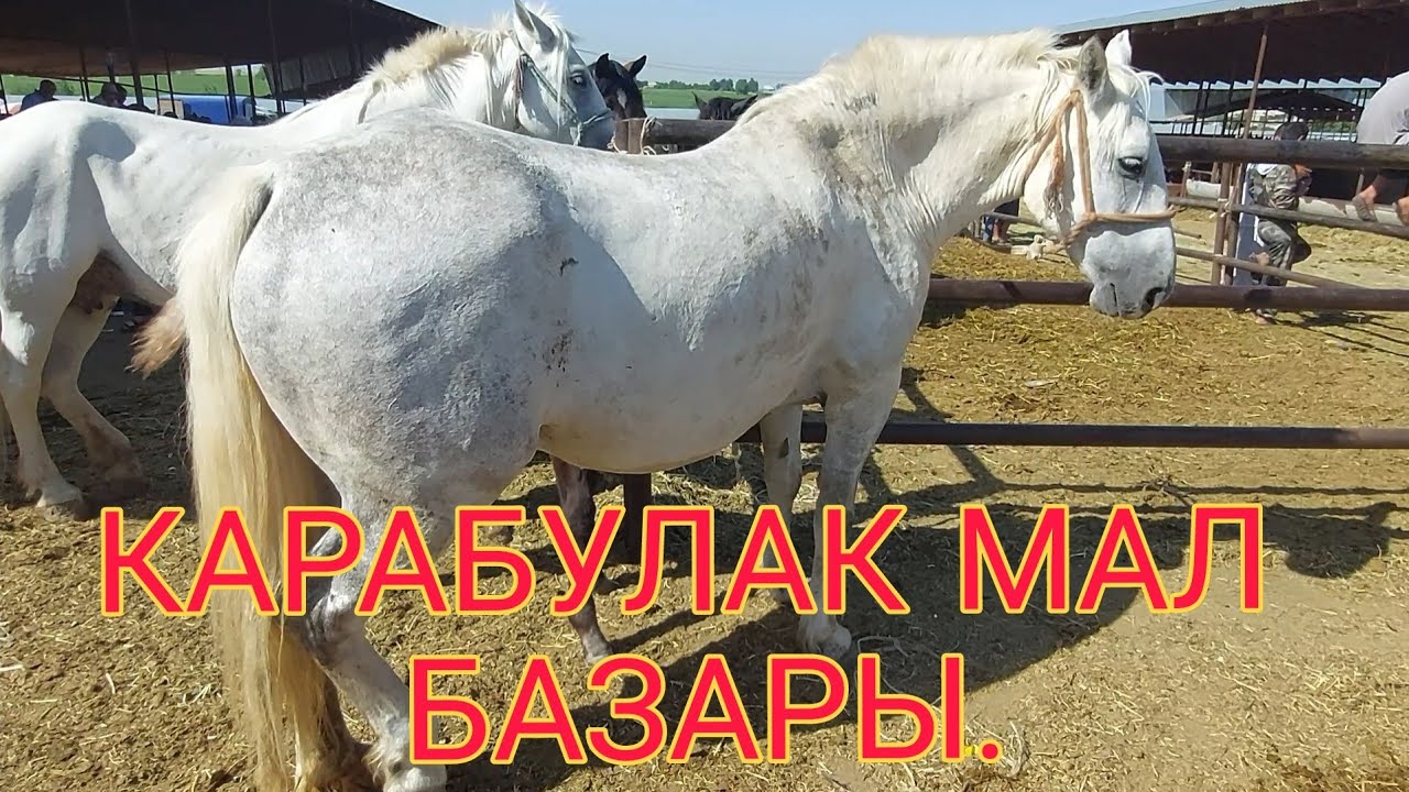 Волга базарный карабулак