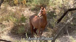 Horses video nature - Animal Planet