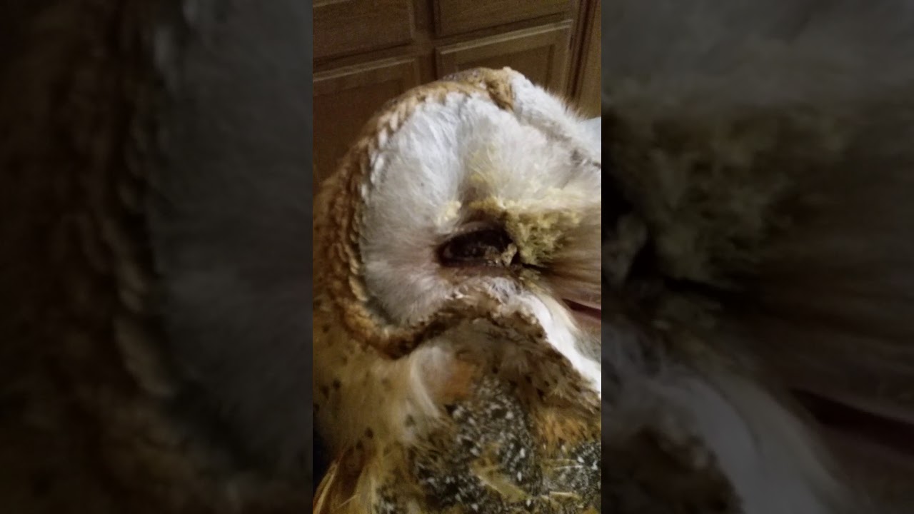 Maggots In Eye ( [ MATURE ] YouTube